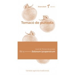 Llavor tomacó de punxeta (tradicional català)