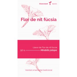 Graine de fleur de nuit fuchsia (tradicional catalán)