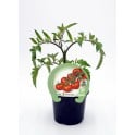 Plantel tomate cherry redondo rojo natural (1 o 6 unidades)