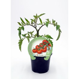 Planter de tomàquet cherry ecològic (12 unitats)