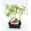 Planter de tomàquet cherry ecològic (12 unitats)