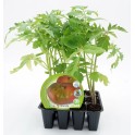 Plantel tomate rosa natural (1 o 6 o 12 unidades)