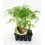 Planter de tomàquet Negre ecològic (12 unitats)