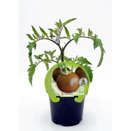 Planter de tomàquet Negre ecològic (12 unitats)