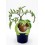 Planter de tomàquet Negre ecològic (12 unitats)