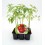 Plantel tomate racimo (6 unidades)