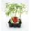 Planter tomaquet branca (6 unitats)