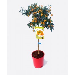 Kumquat (pot 25 cm Ø)