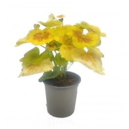 Géranium gold (pot 13 cm ø)