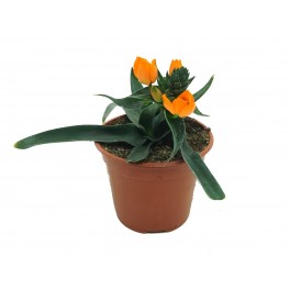 Ornithogalum dubium (test 13 cm ø)