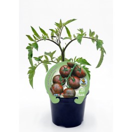 Mudas de tomate cherry redondo zebra natural (vaso de 10,5 cm Ø)