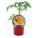 Planter tomàquet Ananas natyral (test 10,5 cm Ø)