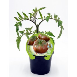 Semis de tomate noir de Crimée naturel (pot 10,5 cm Ø)