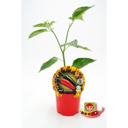 Mudas de pimenta picante Chile Serrano natural (vaso de 10,5 cm Ø)