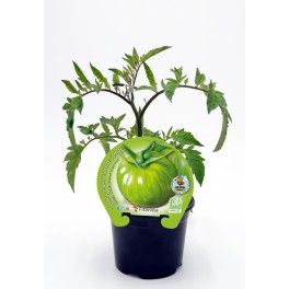 Mudas de tomate green zebra natural (vaso de 10,5 cm Ø)