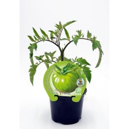 Semis de tomate green zebra naturel (pot Ø 10,5 cm)