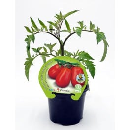 Semis de tomate tomate poire en buisson naturel (pot Ø 10,5 cm)