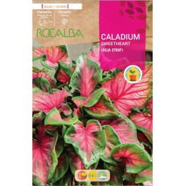 Bulb de caladium Sweetheart