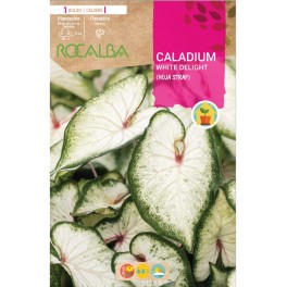 Bulbe de caladium White Delight