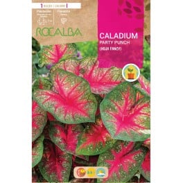 Bulbe de caladium Party Punch