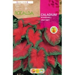 Bulbe de caladium Bomshell