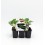 Planter cogombre hibrid Beautiful natural (6 unitats)