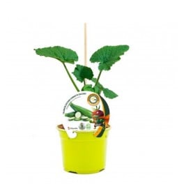 Planter pepino empaltat hibrid Courgette natural (test 12 cm Ø)