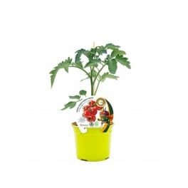 Mudas de tomate cherry redondo vermelho enxertado hibrido natural (vaso de 12 cm Ø)