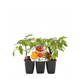 Plantel tomate Super Mix injertado hibrido natural (6 unidades)