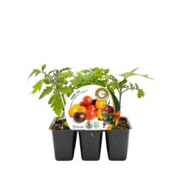 Planter tomaquet Cherry Mix empaltat hibrid natural (6 unitats)