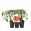 Plantel tomate Love Mix injertado hibrido natural (6 unidades)