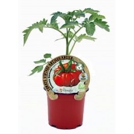 Planter tomàquet Costoluto Genovese natural (test 10,5 cm Ø)