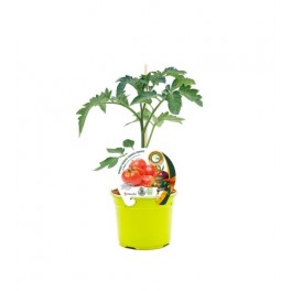 Planter tomaquet Beef empaltat hibrid natural (test 12 cm Ø)