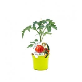 Mudas de tomate Aurea enxertado hibrido natural (vaso de 12 cm Ø)