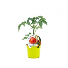 Plantel tomate Aurea injertado hibrido natural (maceta 12 cm Ø)