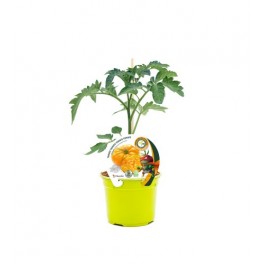 Plantel tomate Ananas injertado hibrido natural (maceta 12 cm Ø)