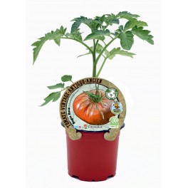 Plantel tomate Negro Ruso natural (maceta 10,5 cm Ø)