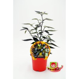 Pimenta de azeitona preta orgânica (vaso de 10,5 cm Ø)