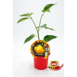 Mudas de pimenta picante Scotch Bonnet Yellow natural (vaso de 10,5 cm Ø)