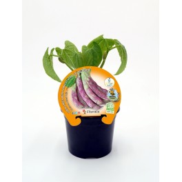 Almagro konservierte Aubergine (Topf 10,5 cm Ø)