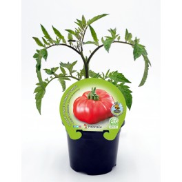 Planter tomàquet Omar Lebanese natural (test 10,5 cm Ø)