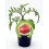 Plantel tomate Omar Lebanese natural (maceta 10,5 cm Ø)