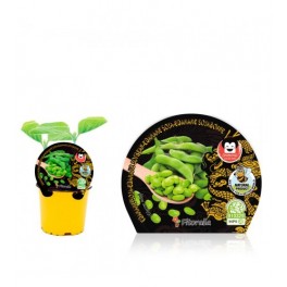 Mudas de edamame natural (vaso de 10,5 cm Ø)