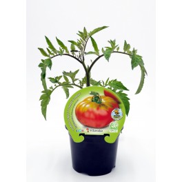 Mudas de tomate esquenaverd natural (vaso de 10,5 cm Ø)