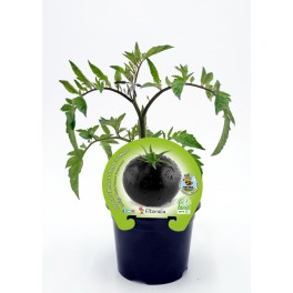 Semis de tomate noir indigo rose naturel (pot Ø 10,5 cm)