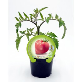 Plantel tomate corazón natural (maceta 10,5 cm Ø)