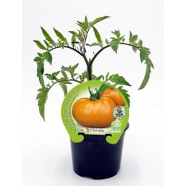 Mudas de tomate Orange queen natural (vaso de 10,5 cm Ø)