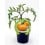 Plantel tomate Orange queen natural (maceta 10,5 cm Ø)