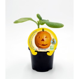 Mudas de abóbora Halloween natural (vaso de 10,5 cm Ø)