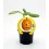 Plantel calabaza Halloween natural (maceta 10,5 cm Ø)